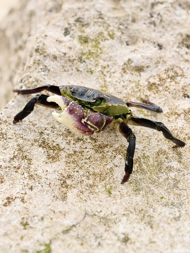 Purple Rock Crab, Lord Howe Island NSW 2898, Australia, photo 9 of 10