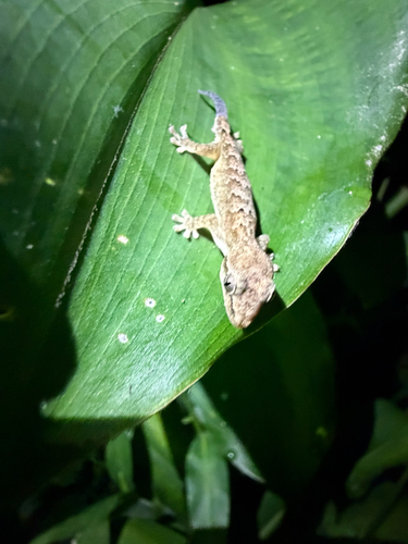 Lepidodactylus lugubris observed 2026-10-10