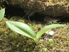 Clintonia