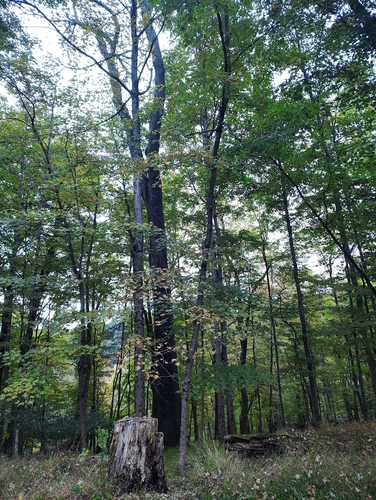 sugar maple