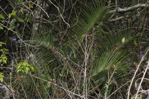 Ceratozamia kuesteriana, photograph 3