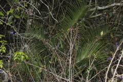 Ceratozamia kuesteriana, photograph (c) Juan Cruzado Cortés, some rights reserved (CC BY-SA)