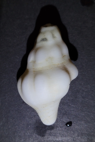 Kelletia kelletia, 2026-10-10