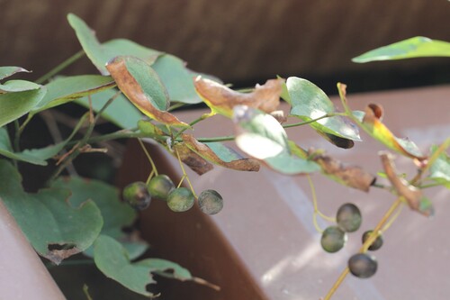 Smilax stans