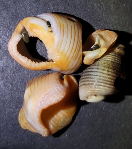 Nassarius fossatus, 2026-10-10