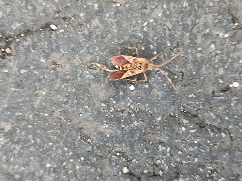Western Conifer Seed Bug