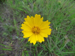Coreopsis grandiflora