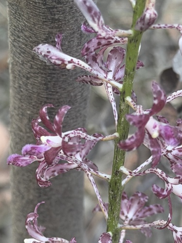 Slender Hyacinth-Orchid