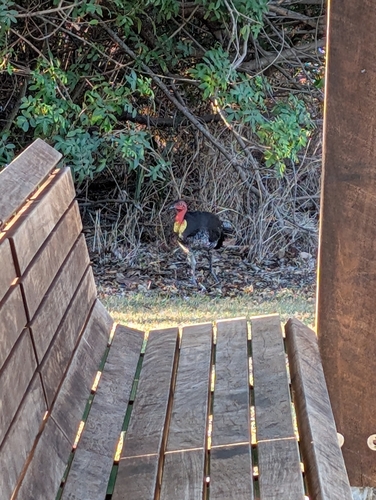 Australian Brushturkey
