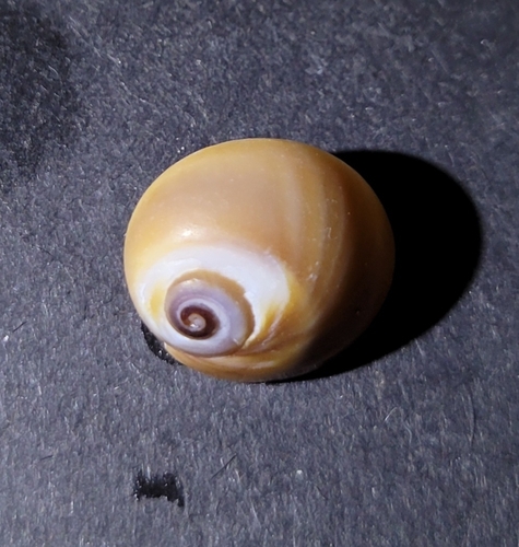 Glossaulax reclusiana observed 2026-10-10
