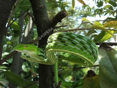 Ahaetulla prasina