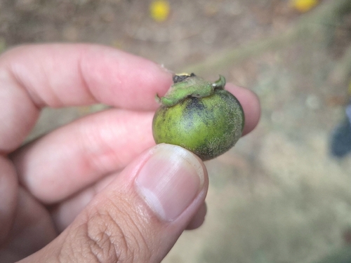 Diospyros maritima observed 2026-10-10