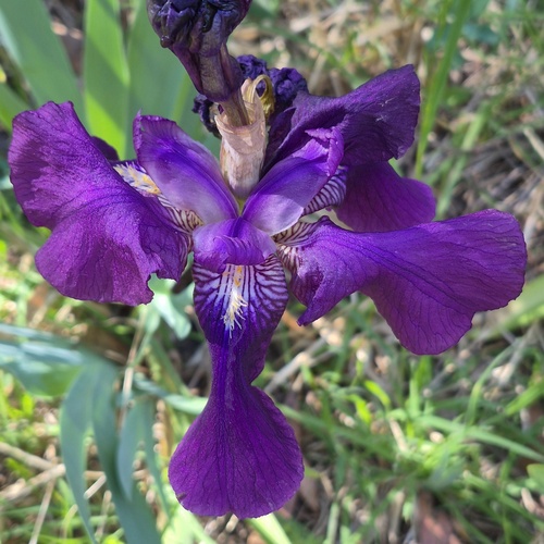 Iris germanica, 2026-10-11