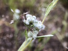 Micropus californicus