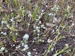 Micropus californicus