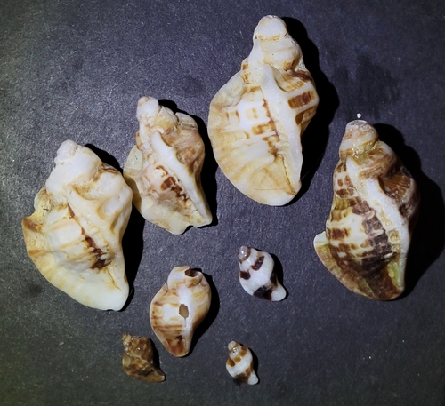 Ceratostoma foliatum observed 2026-10-10