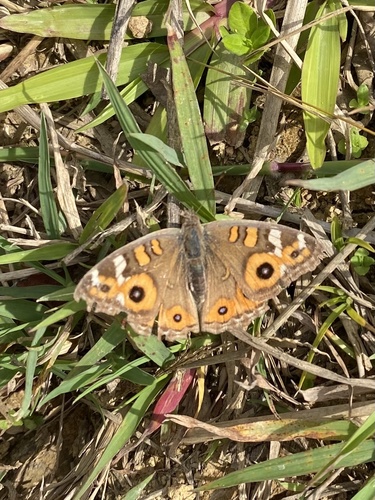Meadow Argus