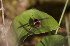 Bombylius pygmaeus