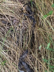 Pantherophis obsoletus