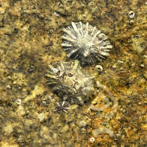 Siphonaria sirius observed 2026-10-11