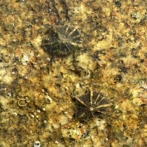 Siphonaria sirius observed 2026-10-11