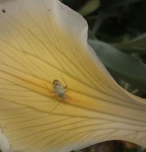 Broken-backed Bug