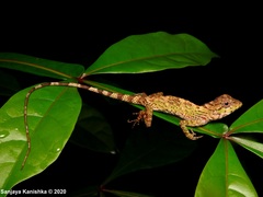 Calotes liolepis