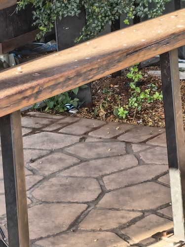 Superb Fairywren