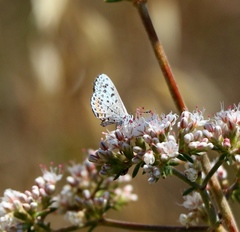 Euphilotes bernardino