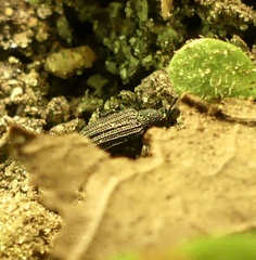 Latridiinae