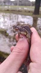 Leptodactylus latinasus