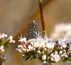 Euphilotes bernardino