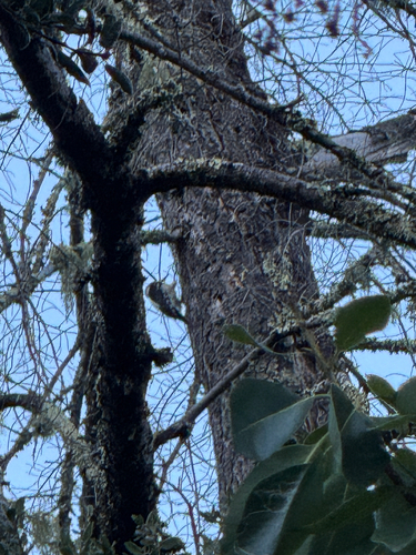 Hairy Woodpecker observed by ericdong886