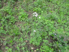 Valeriana alternifolia
