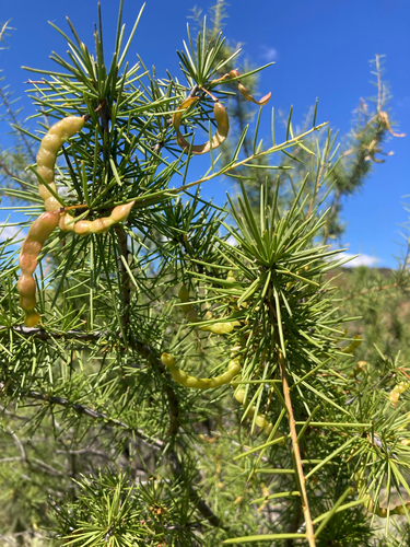 Acacia tetragonophylla observed 2026-10-10