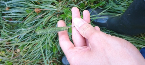 Timothy grass