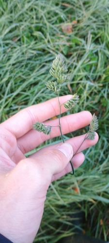 orchard grass