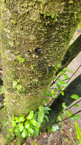 Lopidium concinnum observed 2026-10-11