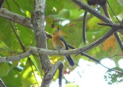 Cyornis rufigastra