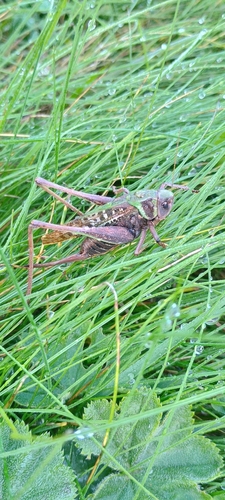 Wart-biter