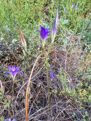 Brodiaea elegans