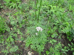Valeriana alternifolia