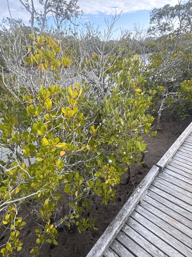 Ceriops australis observed 2026-10-11