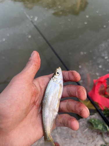 Topmouth Culter