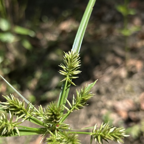 Cyperus cyperoides observed 2026-10-10