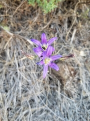 Brodiaea elegans