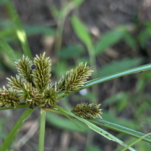 Cyperus cyperinus observed 2026-10-10