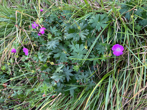 Bloody Crane's-bill