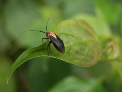 Taedia