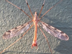 Tipula macrolabis